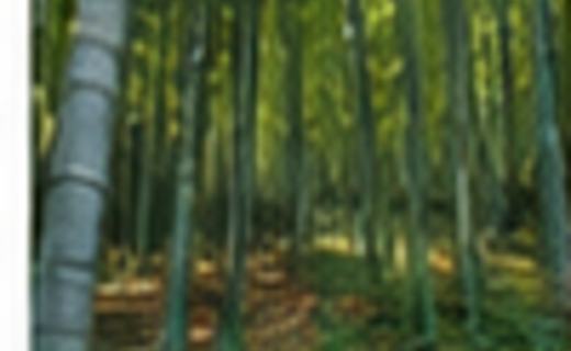 竹林